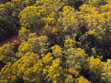 Lost in the Jungle - Pemberton Western Australia