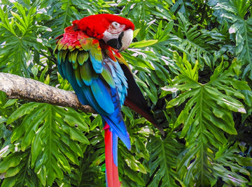 Majestic Macaw