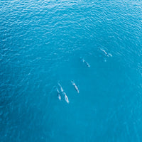 Mandurah Dolphins