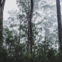 Misty trees in the South of Tasmania