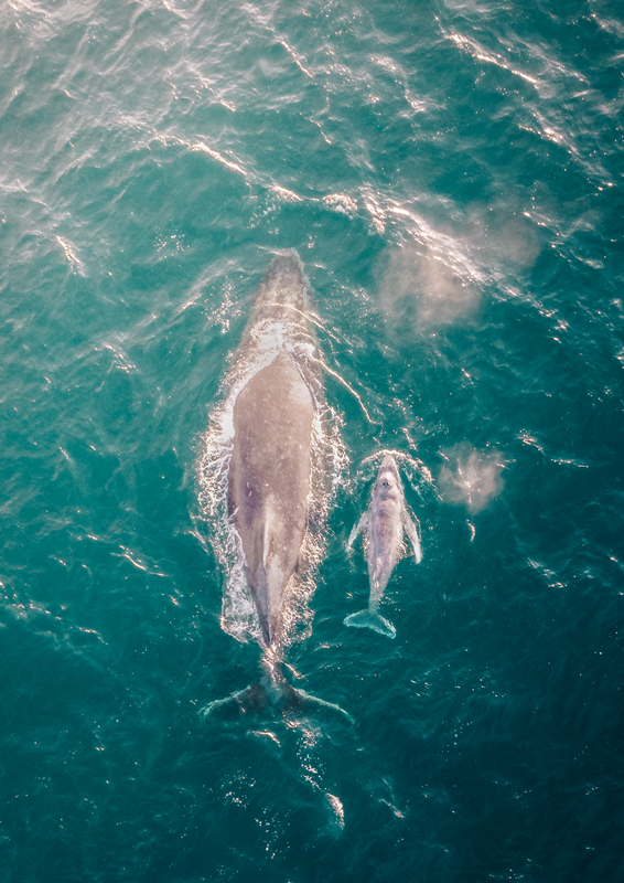 Motherhood