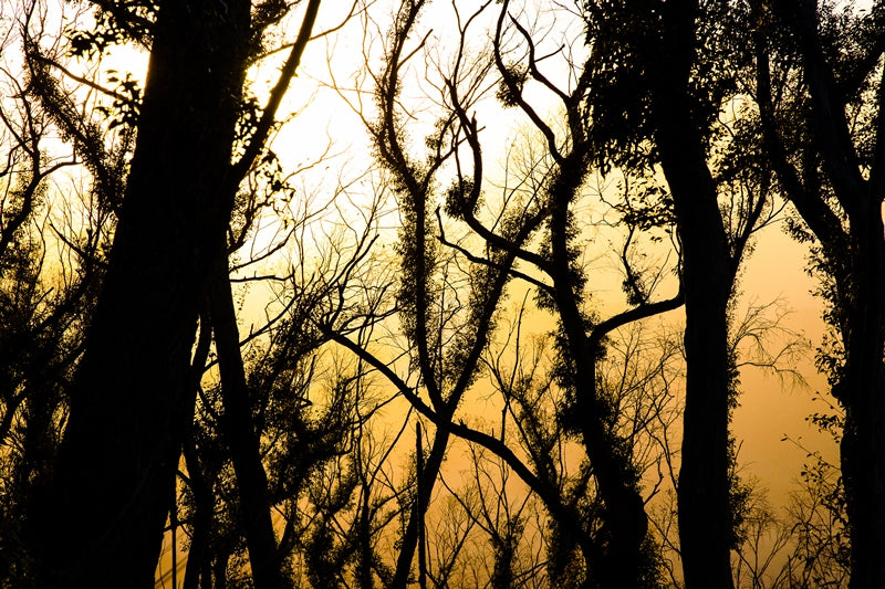 Mount Barney Treescape Sunrise