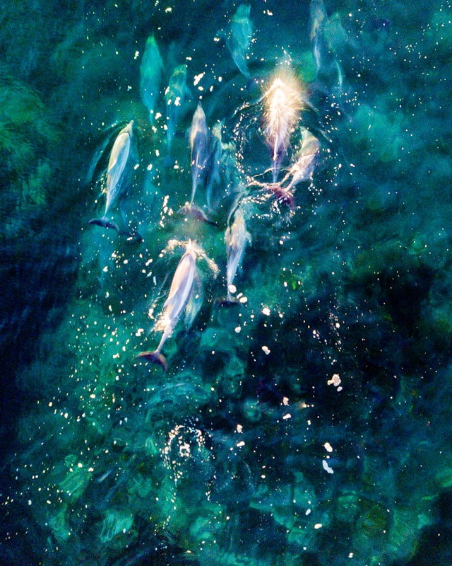 Mystical Dolphins