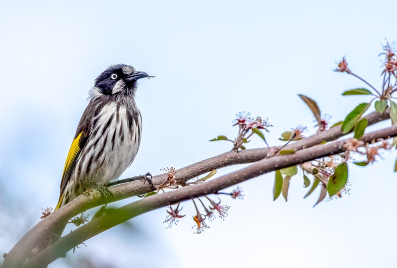 New Holland Honeyeater 2