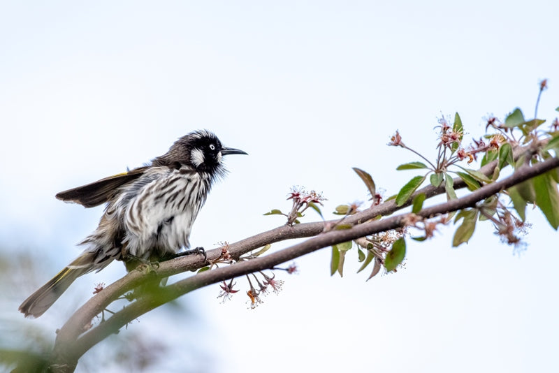 New Holland Honeyeater 3