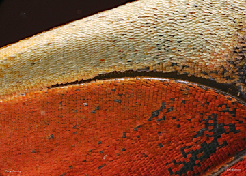 Orange Lacewing 5