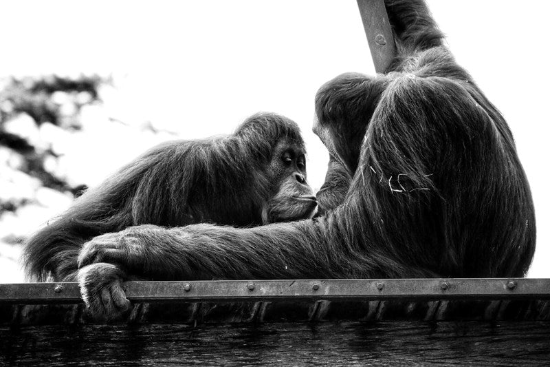 Orangutan Love