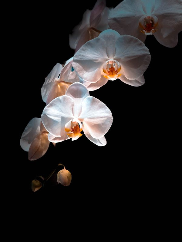 Orchid Drama