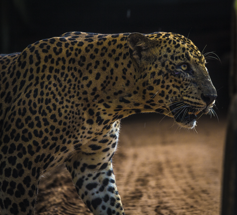 PREDATOR PATTERNS – Riptide Prints