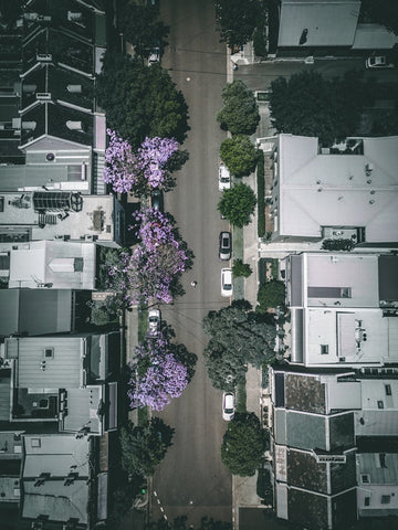 Paddington Jacarandas
