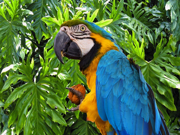 Paradiso Parrot