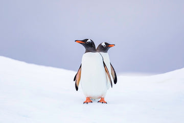 Penguin Double