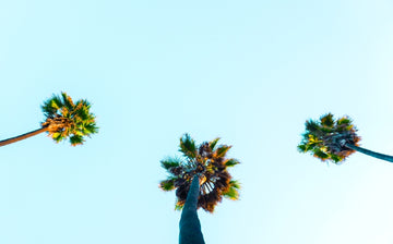 Pismo beach palms