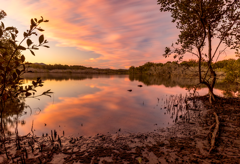 Ponder - Boambee Creek NSW