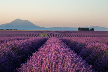 Provence