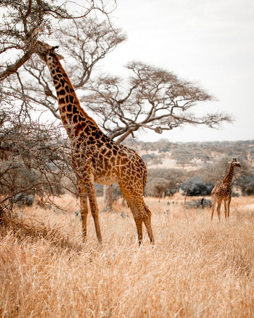 Serengetti Shapes