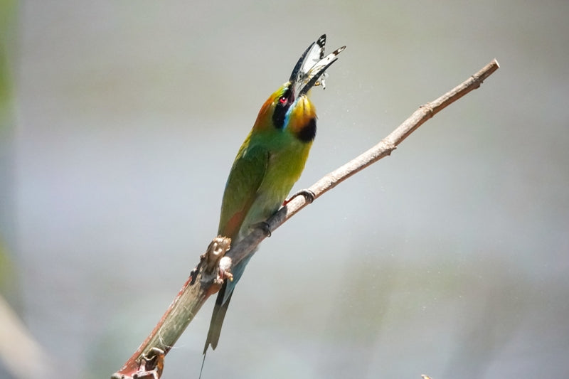 Rainbow Bee Eater Eating a Butterfly