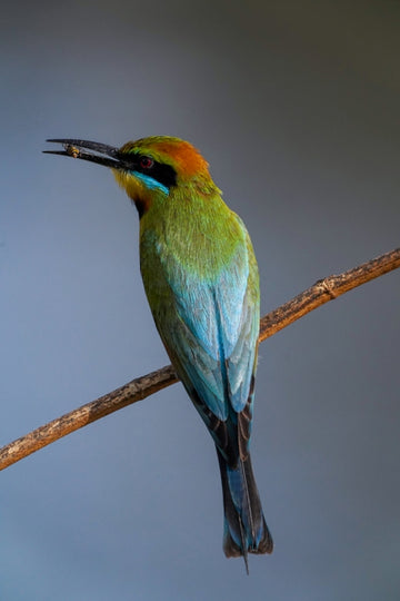 Rainbow Bee Eater with a Wasp