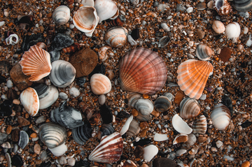 Rainbow of Shells