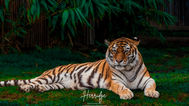 Resting Tiger