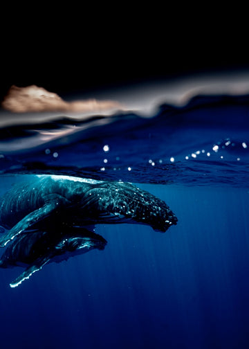 'Ohana' Humpback Whales Moorea
