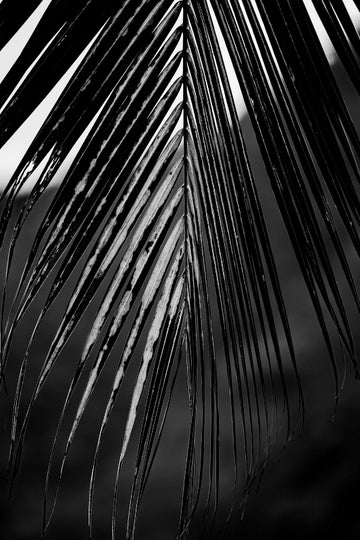 South Pacific Palm Simplistic