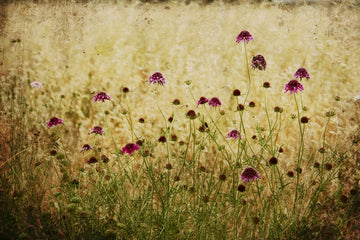 Roadside Garden