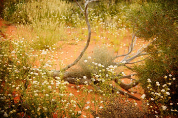 Roxby Wildflowers