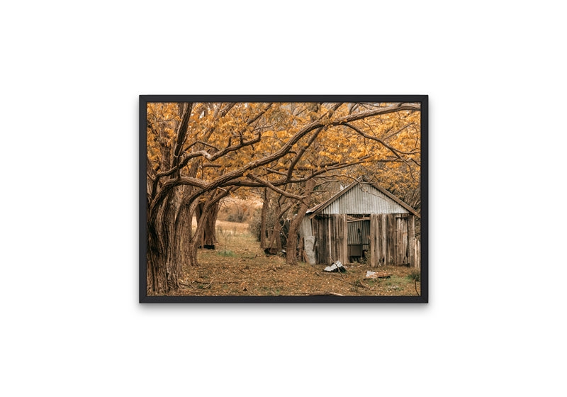 Shed