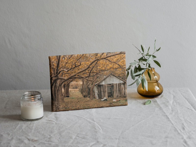 Shed