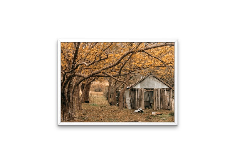 Shed