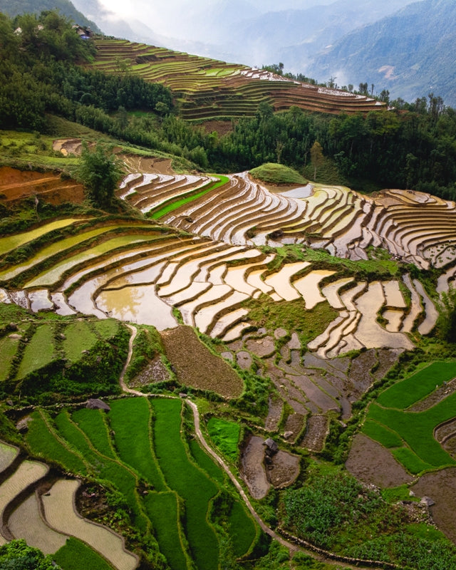 Sapa rice terraces in Vietnam