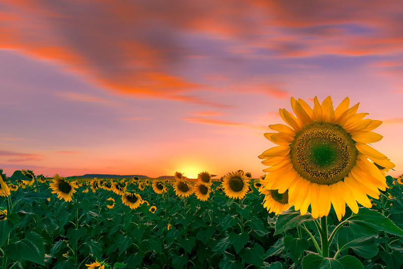 Scenic Rim Sunflowers