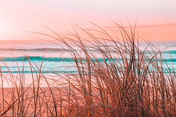 Sea Grass