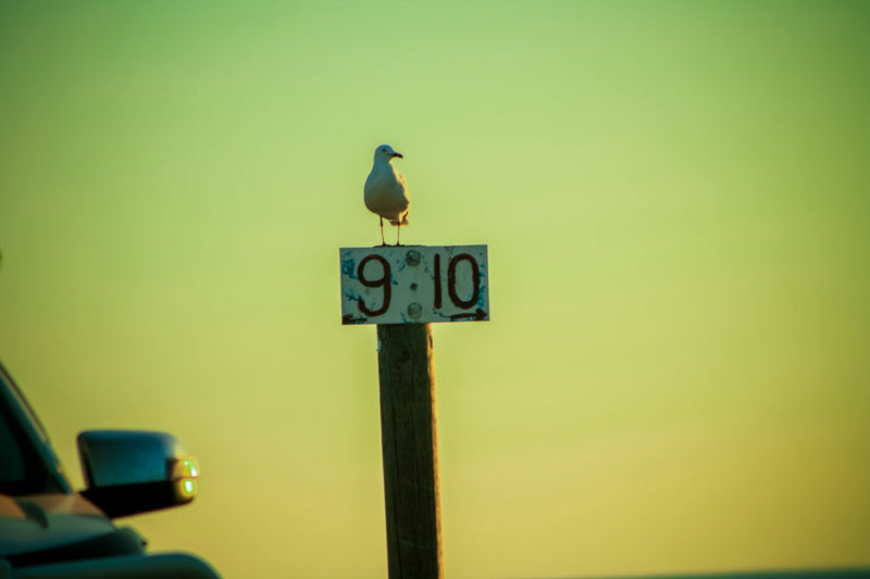 Seagull standing on sign