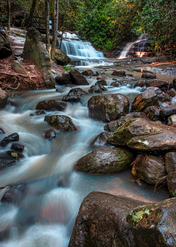 Serenity Forest