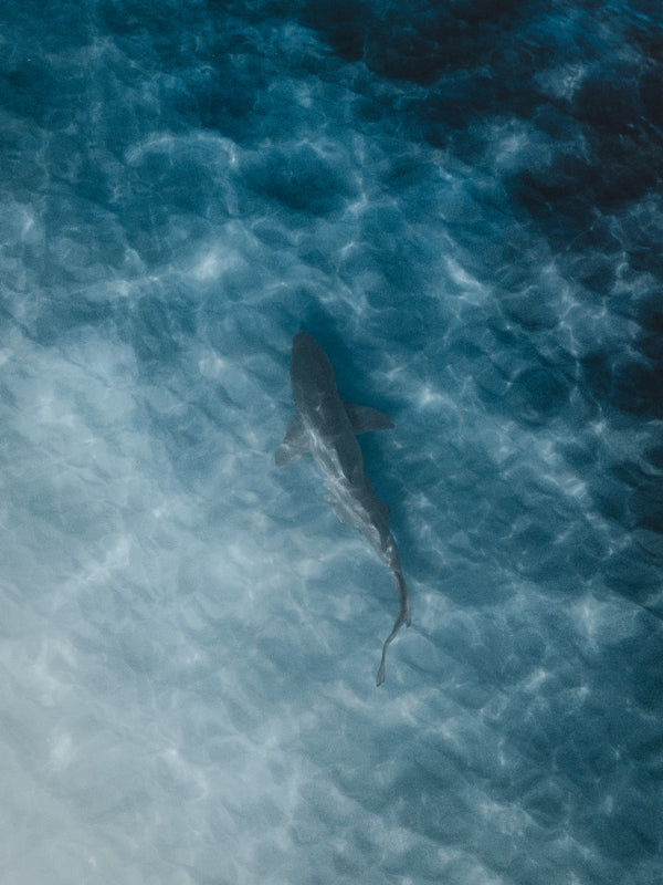 Shark from Above