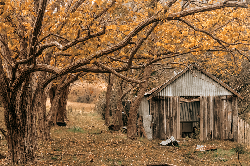 Shed