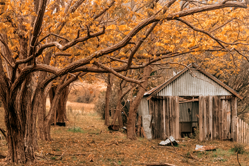 Shed