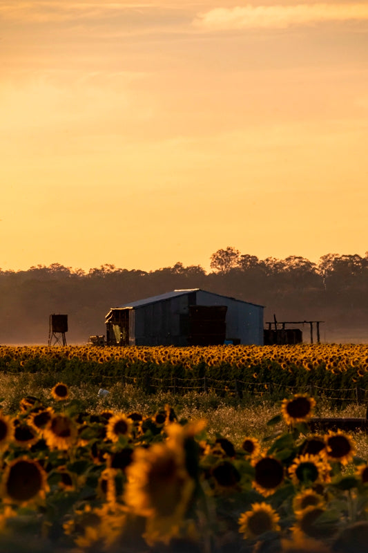 Shed in the sunflower field