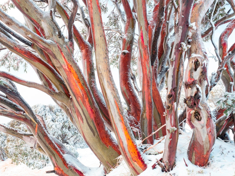 SnowGums