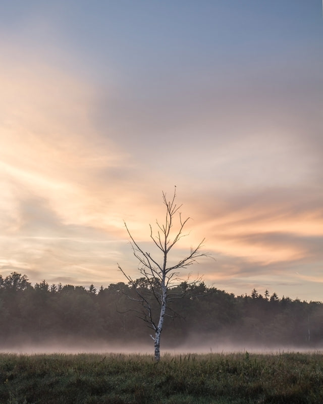 Solo Tree