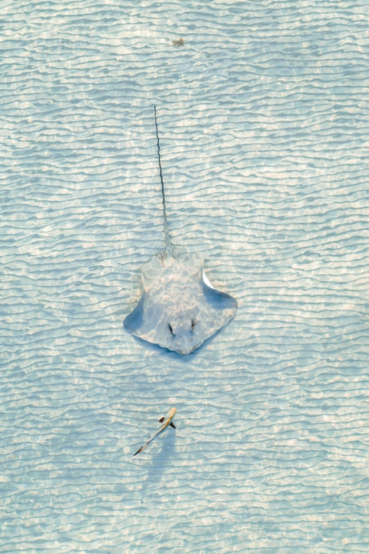 Stingray