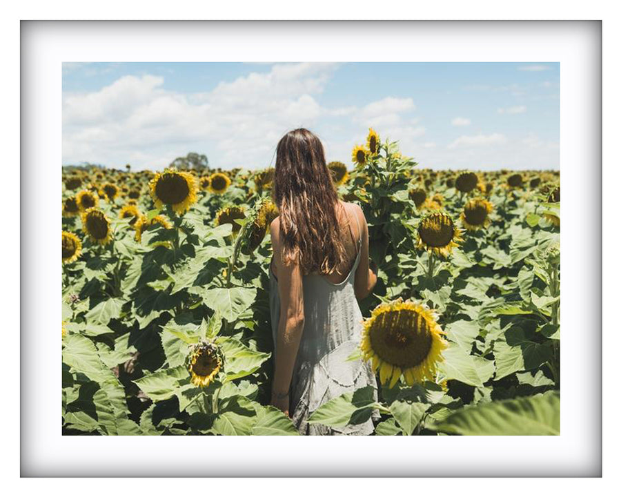 Sunflower Dream } New South Wales