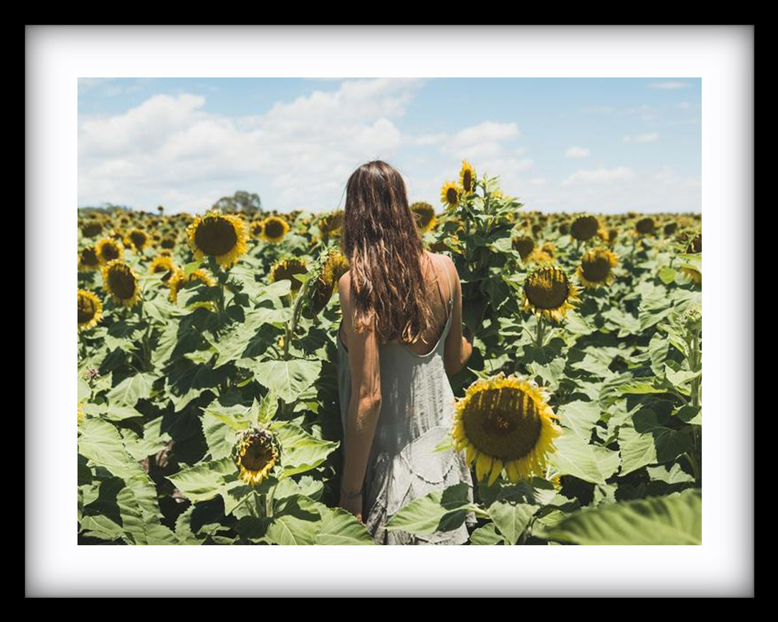 Sunflower Dream } New South Wales