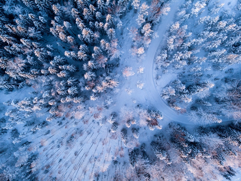 Sunlight in Frosty Treetops