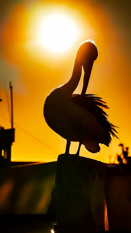 Sunrise Pelican1