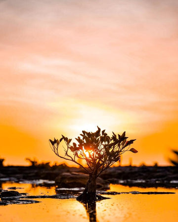 Sunset Mangrove