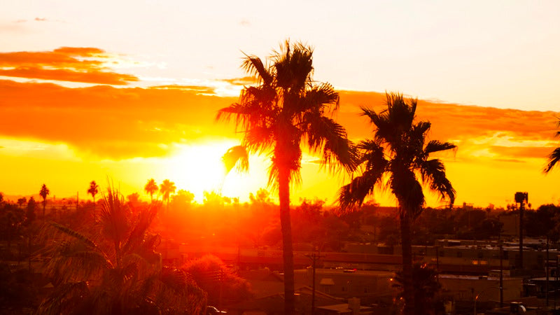 Sunset palms