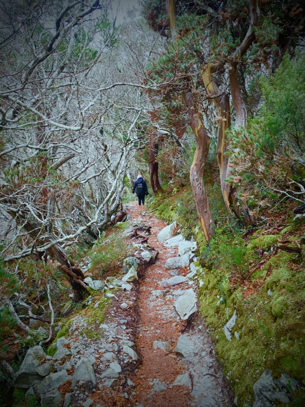 Tasmanian Wilderness Walk